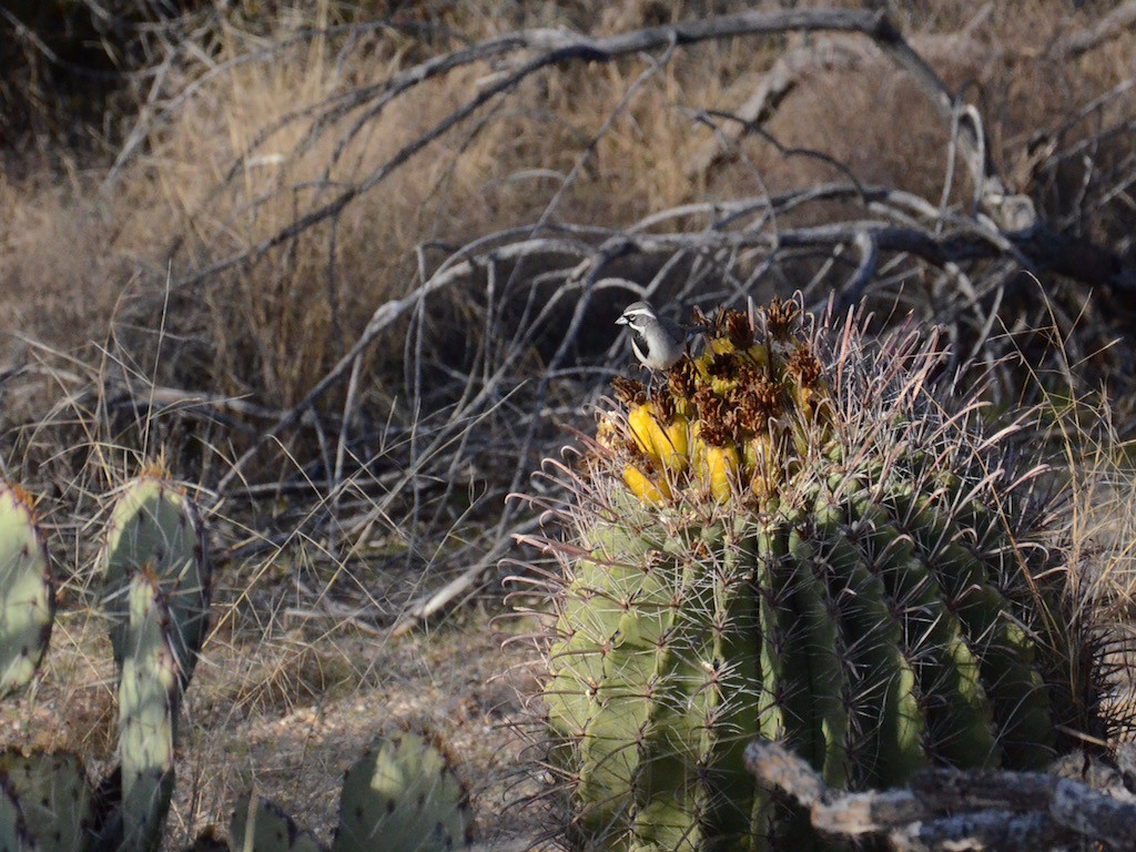 DSC_6154