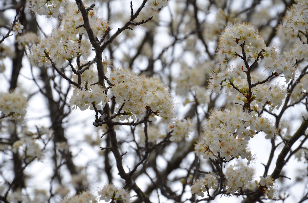 Spring flowers are beginning to show.
