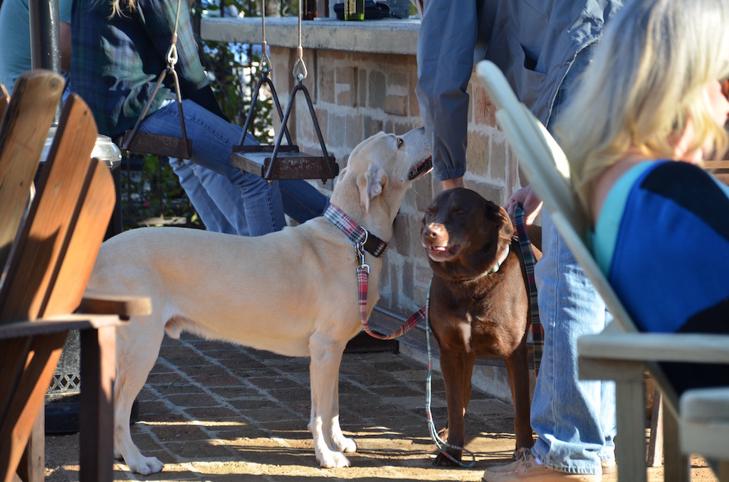 More four legged patrons!