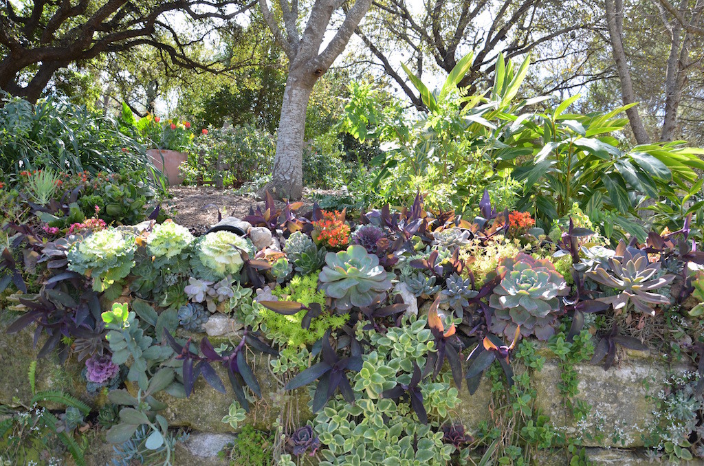 Floral succulents (not cabbages:-) )
