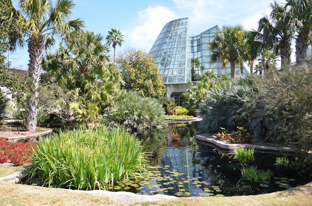 Serene lily pond 