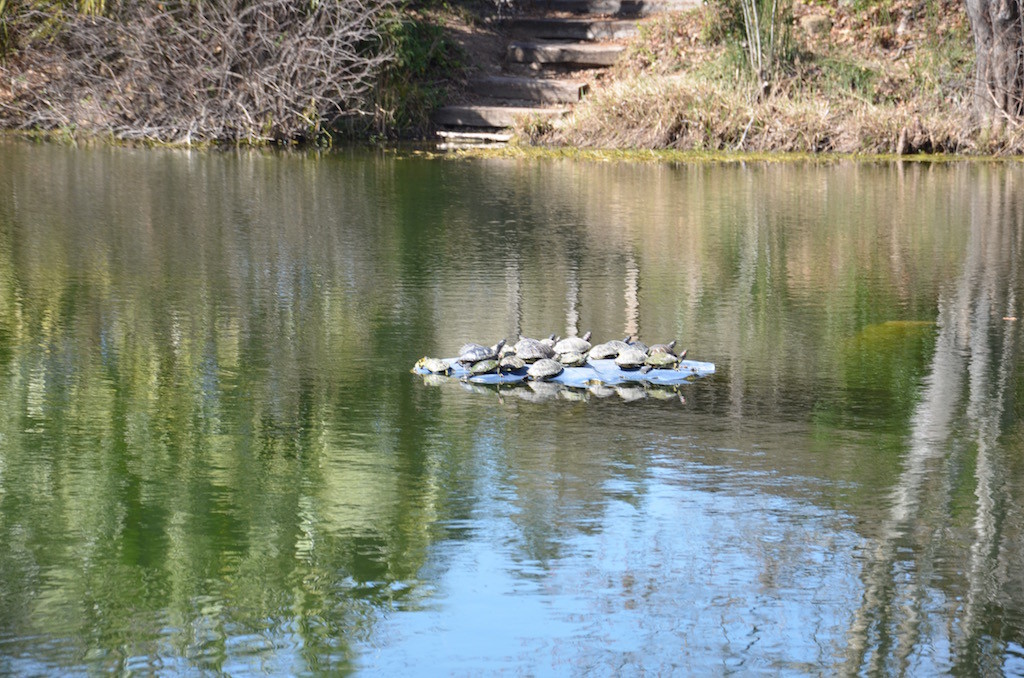 More turtles!