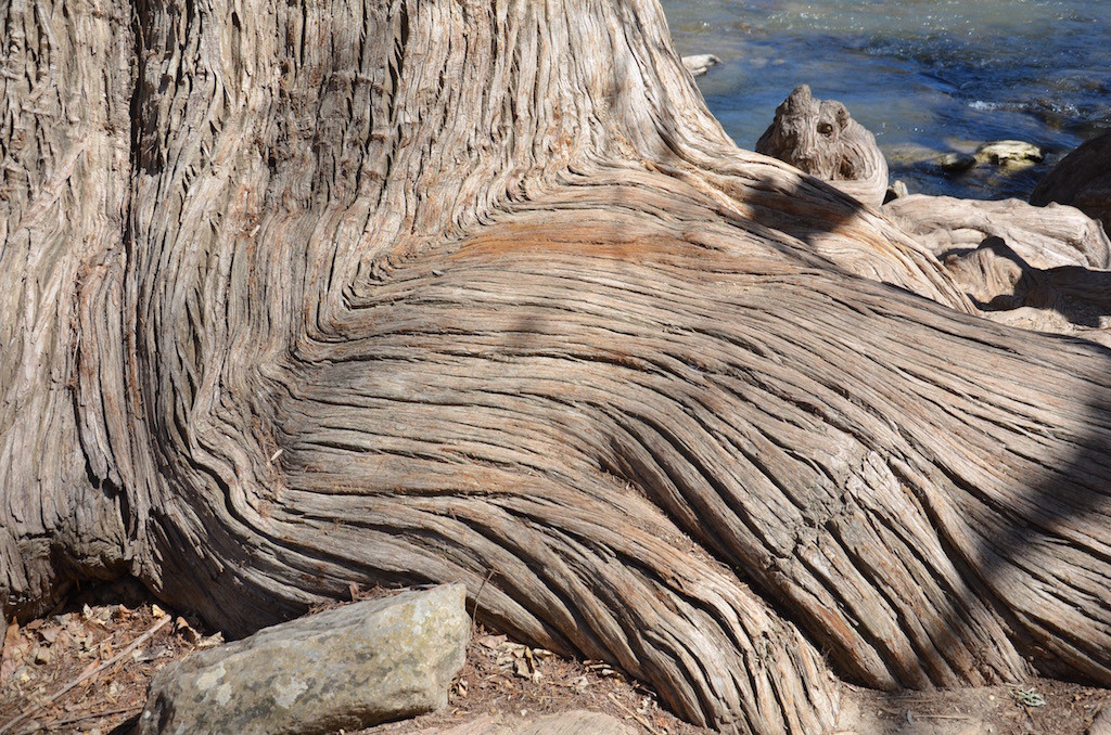 More root patterns but it sure looks like a squirrel or something lurking behind!