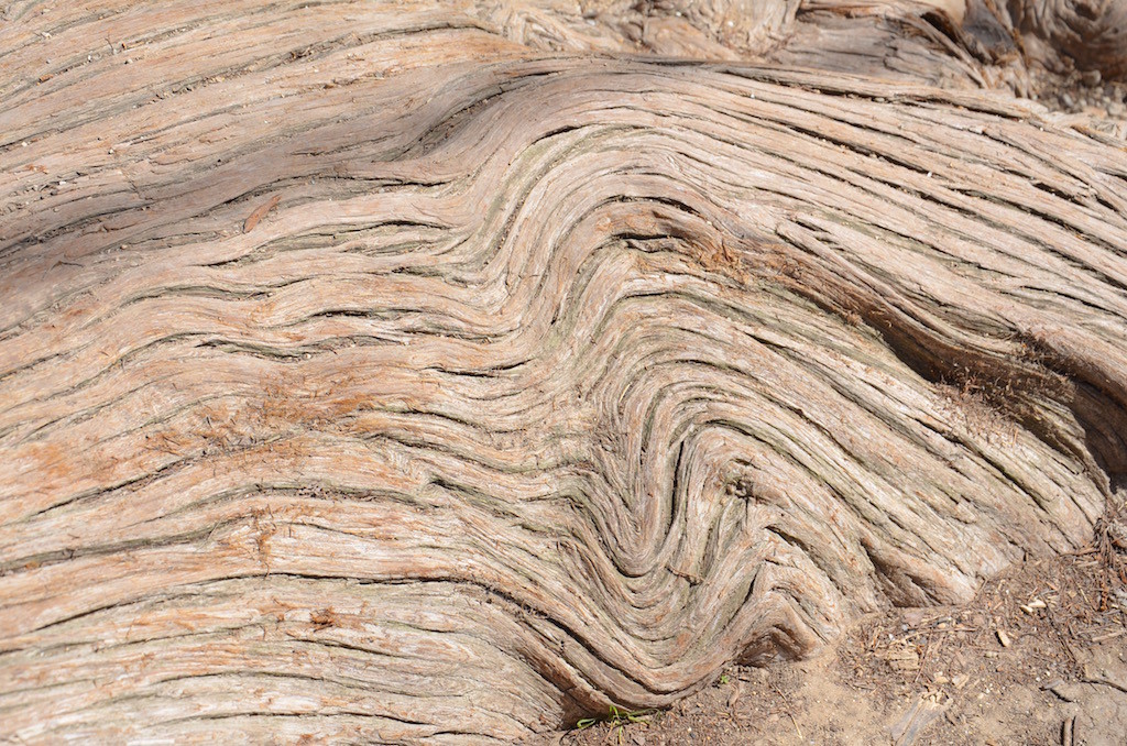 interesting root patterns!