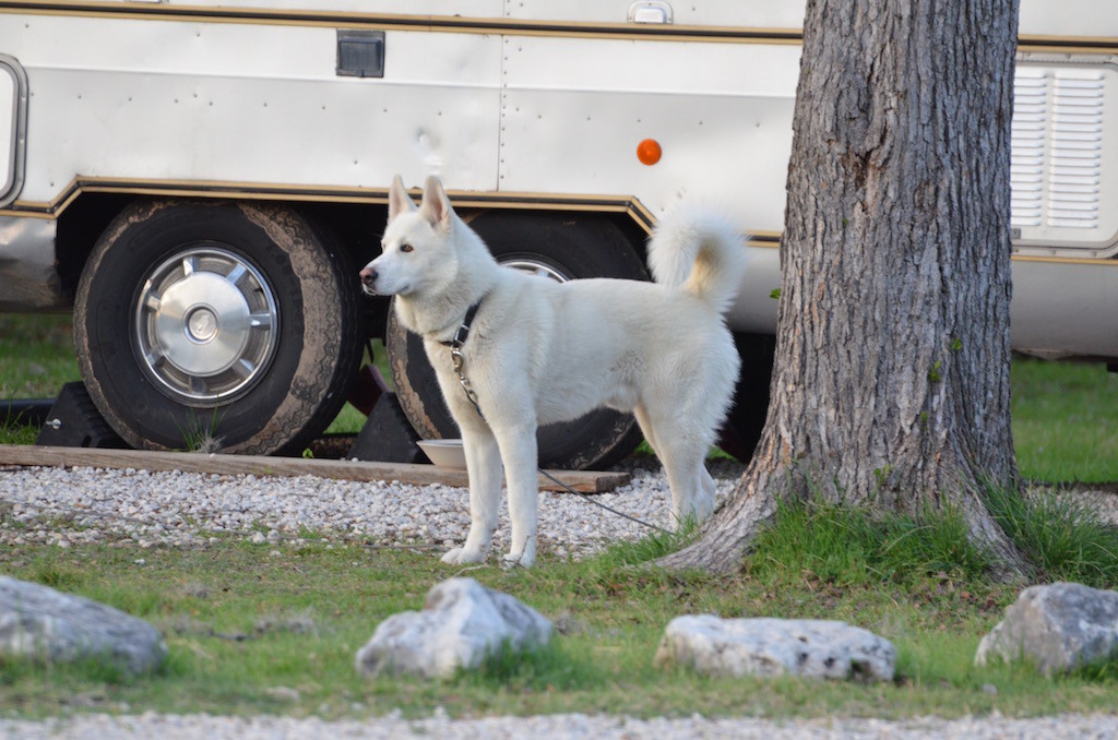 Zook, our neighborhood watch dog!