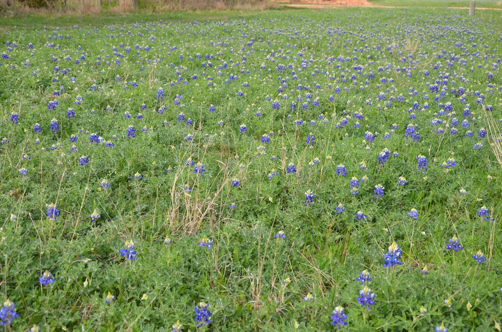 Bluebonnets galore!