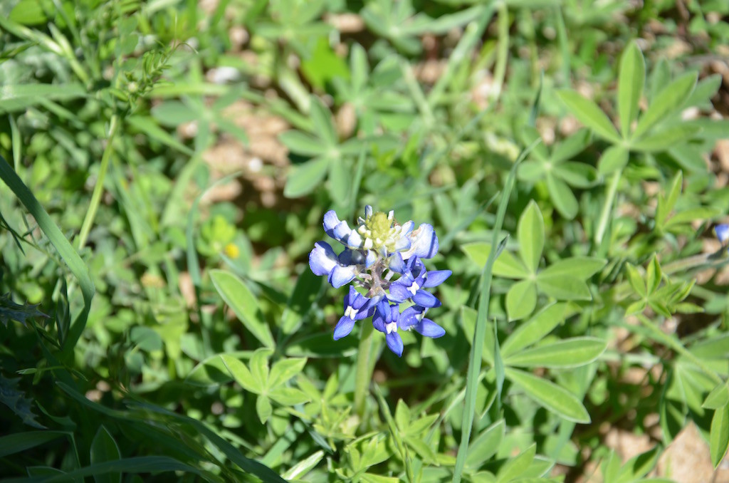 Blue Bonnets