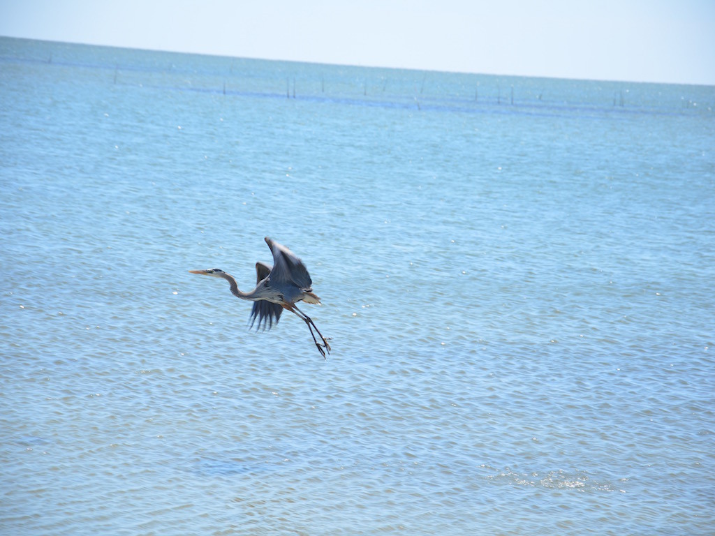 HUGE Egret! Over 4 feet tall!