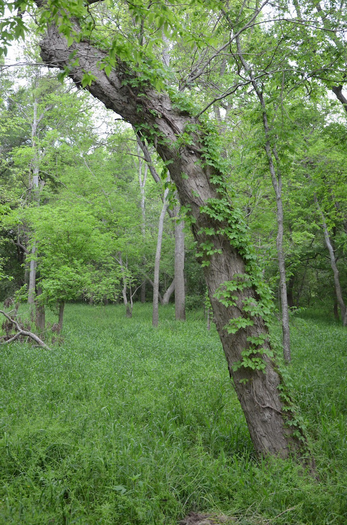 VERY lush and green!