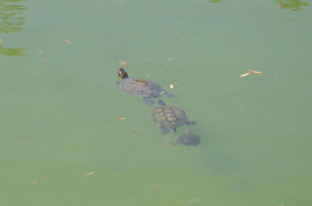 Pond residents, along with Koi fish of course.