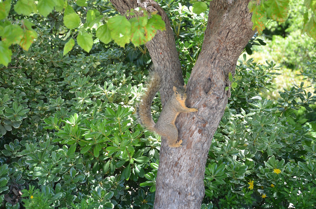 Resident Squirrel posing for his picture!