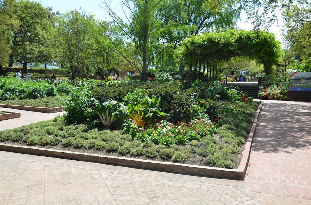 Vegetable Garden, can't get chard this nice at the grocery!