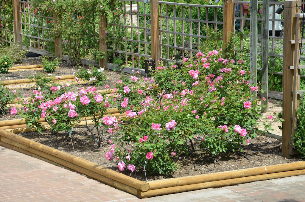 The blooming Rose garden.