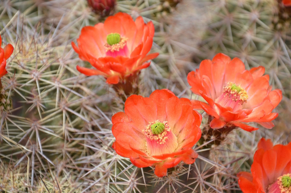 Cactus Flowers were in bloom too