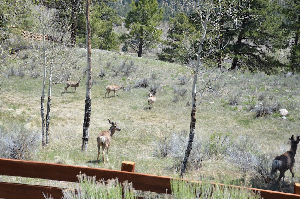 Locals!