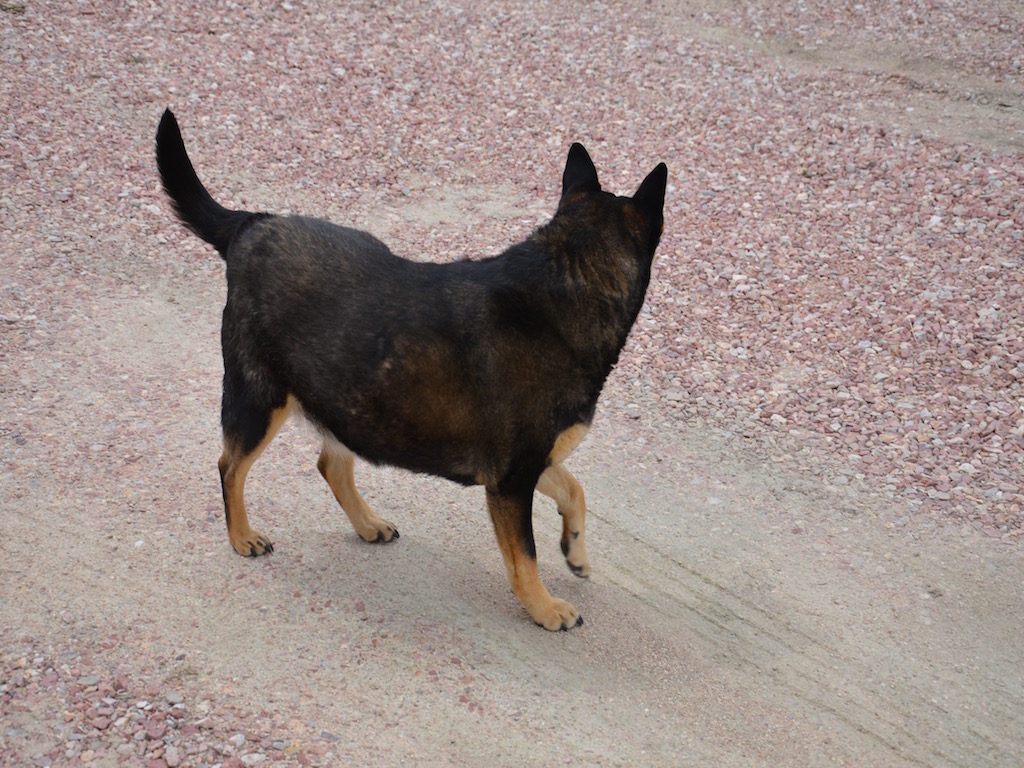 Sheba is still kicking too!