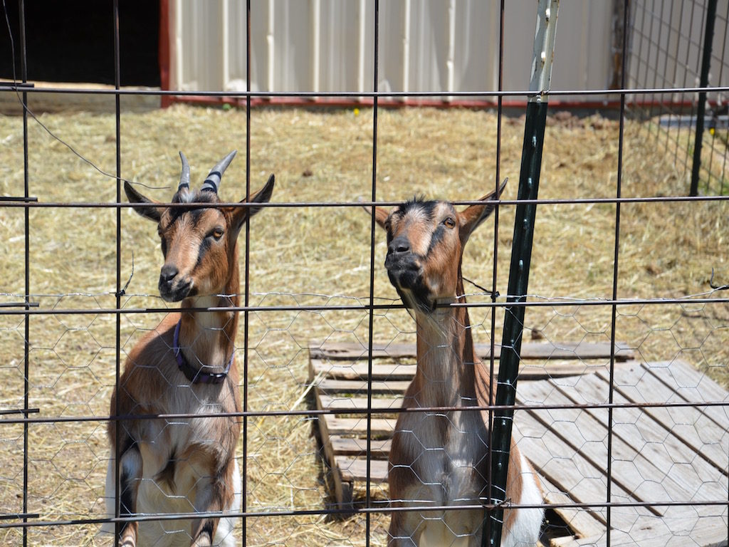 A couple of the goats