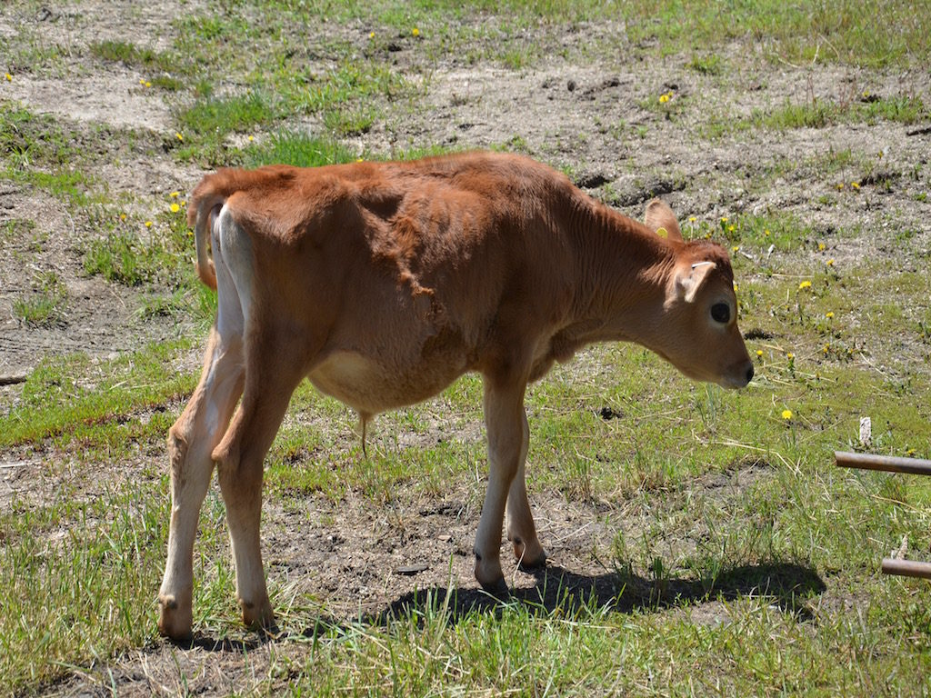 and, of course, a mini-cow named Norman!