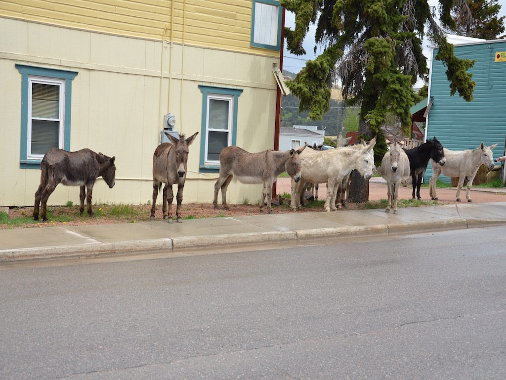 There's also a small heard of resident donkeys in town who have free reign wherever they want to wander; good beggars too but we had no carrots or apples.
