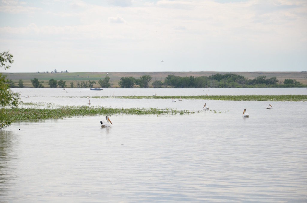 Many white Pelicans!