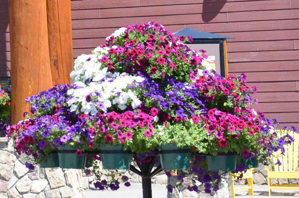 On the way to the park we stopped at a KOA for a break and Jan had to have a picture of these flowers.
