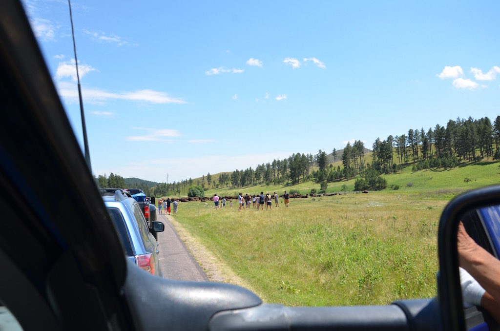 On to Custer State Park.