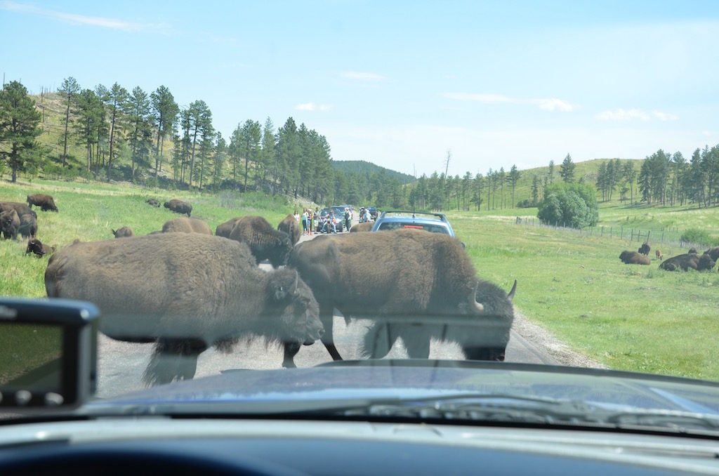 We're supposed to stay at least 50-100 yards from them, but apparently they weren't cc'd on that memo!