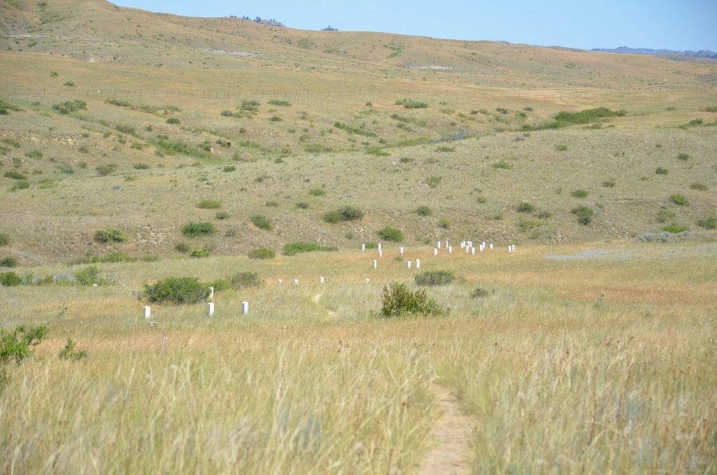 Each white stone represents a soldier killed; each red stone represents an indian killed.