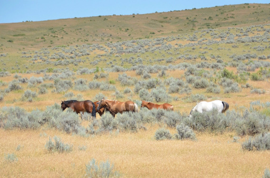 The remaining ancestors still live here. These are their wild horses.