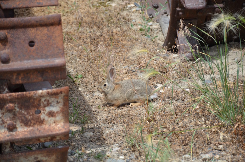 This little guy followed me all over the yard!