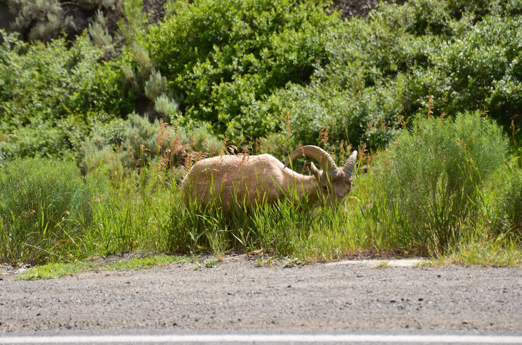Then we saw these guys!