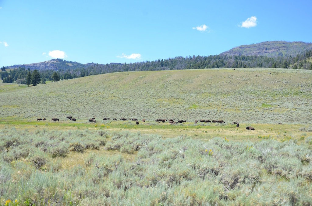 Lamar Valley; thousands of Buffalo!