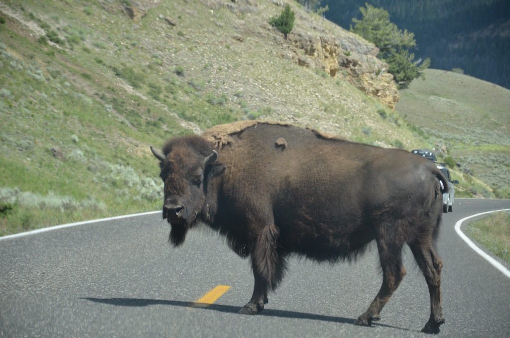 This big fella just walked in front of us and gave us this look like "WHAT!"