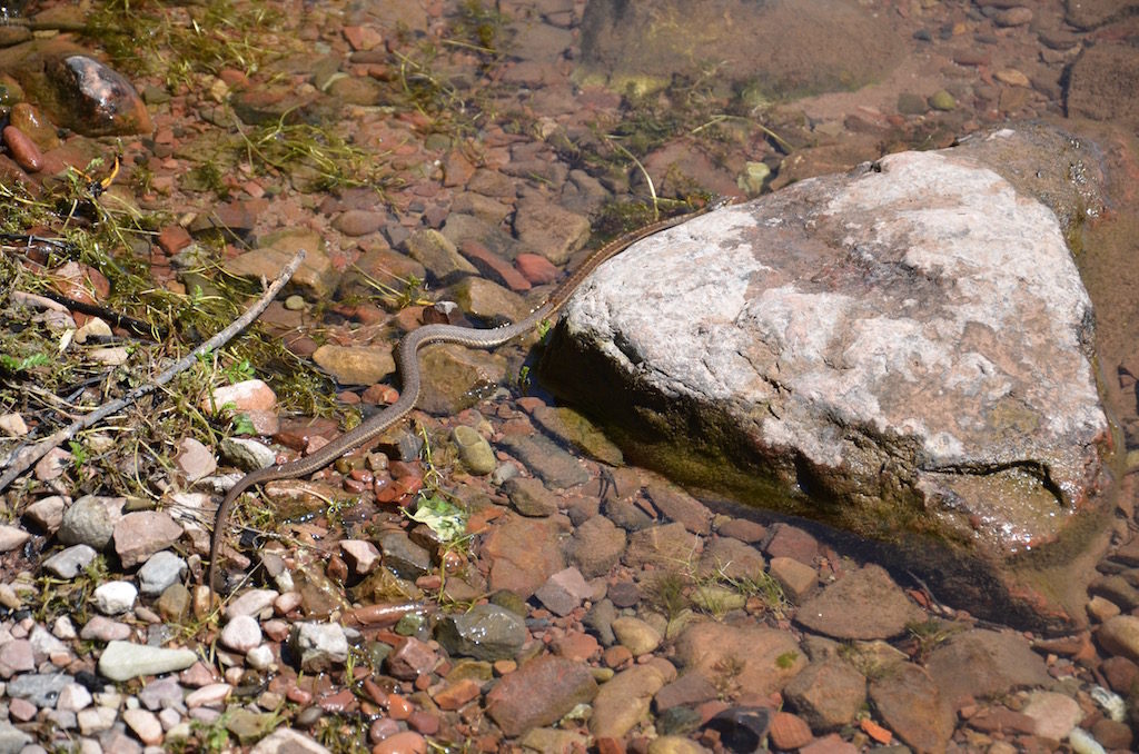 Met this little fella; not sure what kind he was but definitely a water snake!