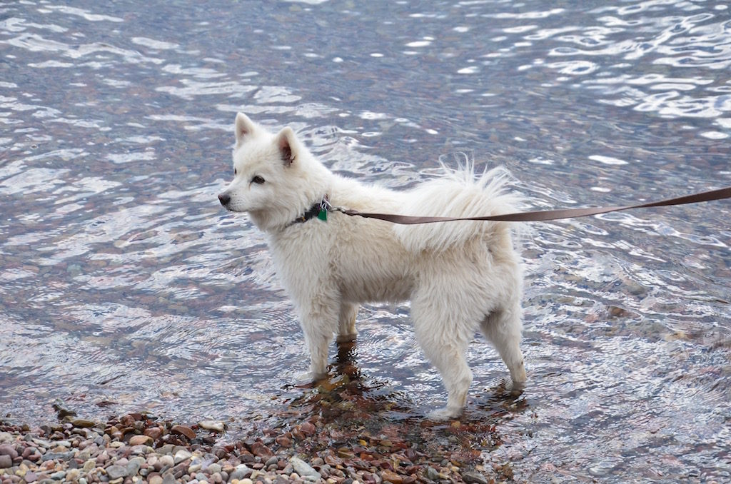 Sita enjoying the crystal clear water!