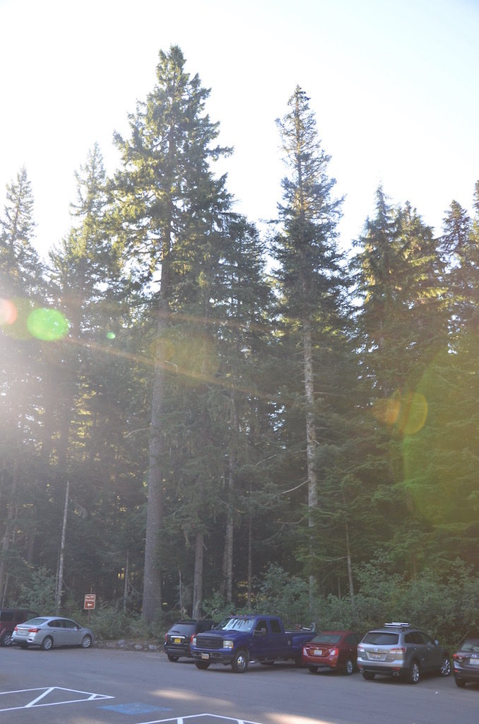 Very large trees; compared to Big Blue even!