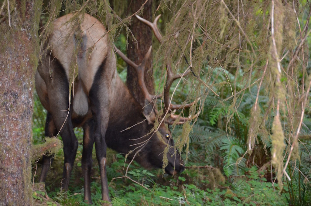 And lo and behold, there he was, just grazing! He could care less that people were within 20 feet of him!