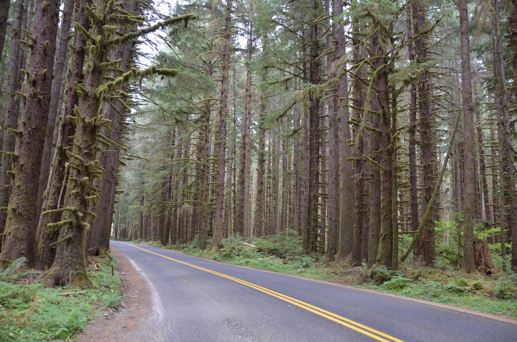 Very dense forrest and very green