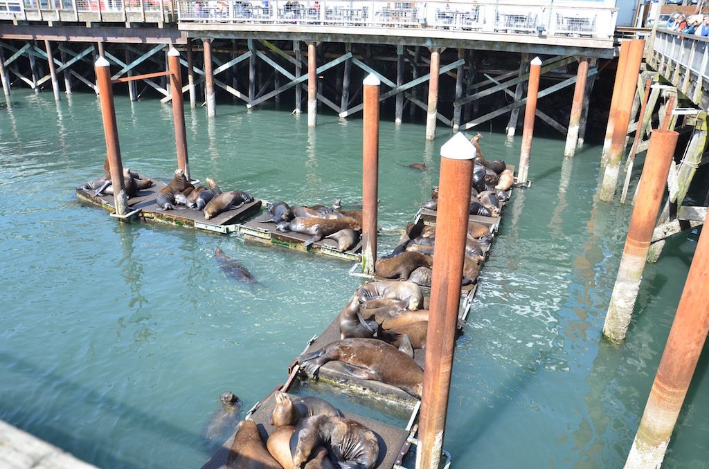 The source of our barking seals; these were about 10 or 15 miles from our campground! I guess sound really carries over the water!