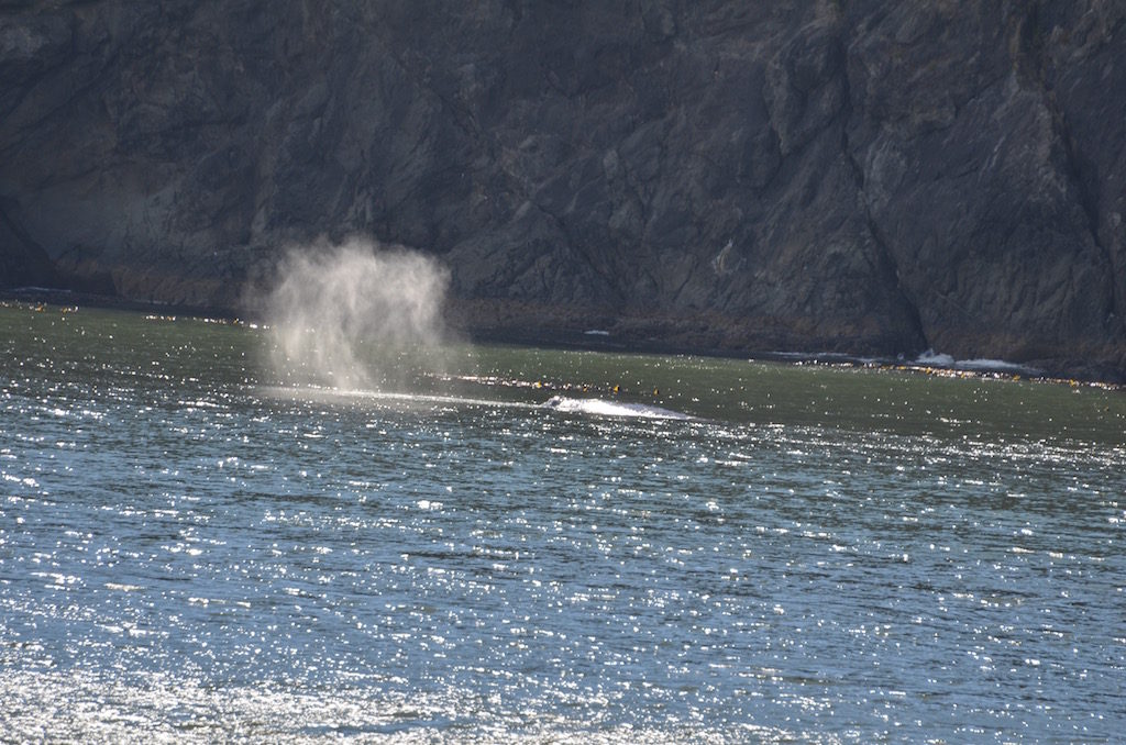 While we were there a few  whales were swimming around this little bay. The locals say they're there a lot because it's very deep but protected.