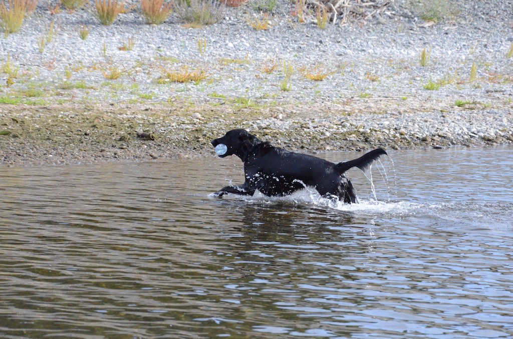 Retrieving her water bottle (again and again, as many times as anyone is willing to toss it)