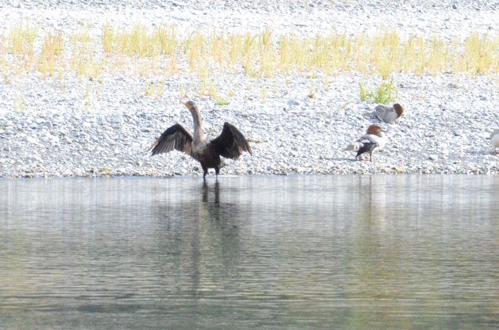 These birds fan their wings out to dry so they can fly; something we never knew!