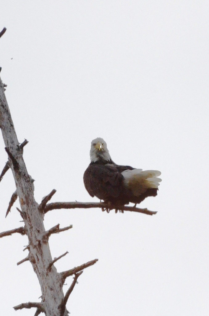 Bald Eagles everywhere!
