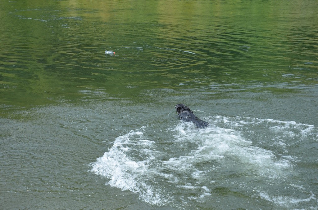 And of course Sadie's in the water again!