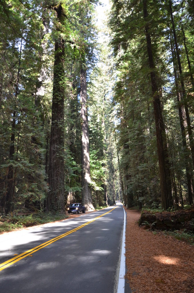 We did a drive down The Avenue of the Giants. Amazing trees! 