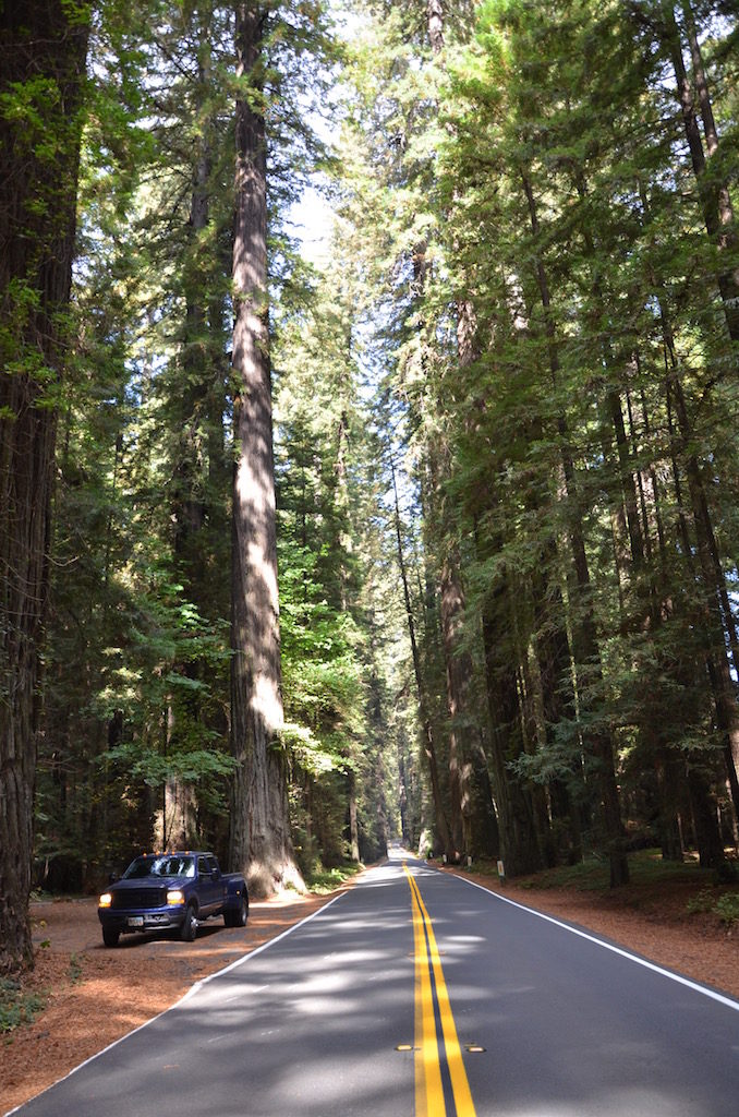 More views of the Avenue of the Giants