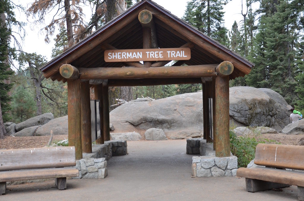I hacked this trail that led down to General Sherman, the largest Redwood/Sequoia of them all.